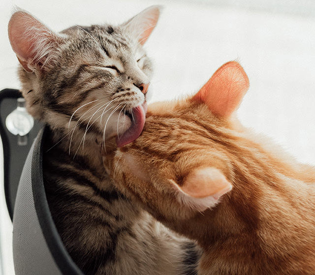 ぺろぺろ舐める猫